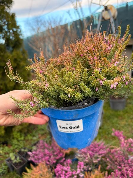 pink erc фото