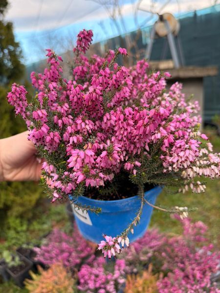 pink erc фото