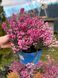 pink erc фото 3