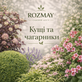 Кущі та чагарники